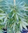 Kritikal-K fem семена конопли
