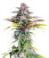Sour MAC F1 fem (Seedkeepers) семена конопли