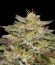 Golden Sands fem (Humboldt Seed Company) семена конопли