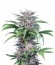 Quick Kush fem (Dinafem Seeds) семена конопли