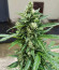 Auto Collection #2 (00 Seeds) микс семян конопли