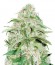 Auto Super Mazar fem (Victory Seeds) семена конопли