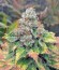 Dutch Dragon fem (Paradise Seeds) семена конопли