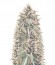 Northern Lights Auto Fem (Vision Seeds) семена конопли