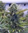 Sour Blueberry fem (Humboldt Seeds) семена конопли