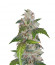 Auto White Widow fem (Pyramid Seeds) семена конопли