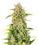 Jealousy Z XL Auto fem (Sweet Seeds) семена конопли