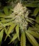 Pure AK fem (Female Seeds) семена конопли