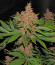 Tropicanna Poison F1 Fast Version (Sweet Seeds) семена конопли