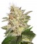 Allkush fem (Paradise Seeds) семена конопли