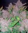 Blue Dream Auto fem (Humboldt Seeds) семена конопли