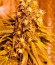 Royale Haze fem (Dinafem Seeds) семена конопли