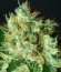 Bubblicious fem (Resin Seeds) семена конопли