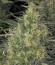 CBD-Chronic fem (Serious Seeds) семена конопли