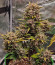 Diablo Rojo XL Auto fem (Sweet Seeds) семена конопли