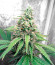 Gorilla Glue # 4 fem ( Cali Buds Seeds) семена конопли