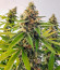 Mandarin Thuggee fem (AlphaFem Seeds) семена конопли
