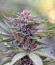 Sapphire Scout fem (Humboldt Seeds) семена конопли