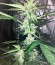 Big Devil #2 Auto fem (Sweet Seeds) семена конопли