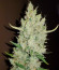Original Auto Sour Diesel fem (FastBuds) семена конопли