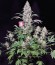 AK 47 reg (Serious Seeds) семена конопли