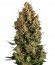 Wembley fem (Pyramid Seeds) семена конопли
