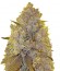 White Caramel Cookie fem (Sumo Seeds) семена конопли