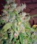 Auto Alpujarrena fem (Pyramid Seeds) семена конопли