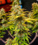 CBD Lemon Auto fem (Herbies Seeds) семена конопли