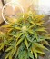 CBD Auto 1:1 auto fem (FastBuds Seeds) семена конопли
