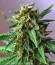 Critical + fem (Dinafem Seeds) семена конопли