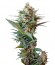 Big Devil XL Auto fem (Sweet Seeds) семена конопли