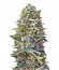 Caramel Kush fem (00 Seeds) семена конопли