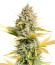 Dozy Sith fem (AlphaFem Seeds) семена конопли