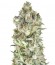 Super Cheese fem (Trikoma Seeds) семена конопли