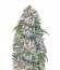 Auto Big Angel fem (Victory Seeds) семена конопли