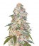 Blue Dream auto fem (FastBuds Seeds) семена конопли