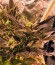 Сорт конопли Critical Kush