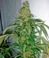 Hashberry reg (Mandala Seeds) семена конопли