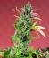 Jealousy Z XL Auto fem (Sweet Seeds) семена конопли