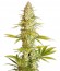 Critical Jack fem (Dinafem Seeds) семена конопли
