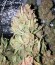 Killer Kush F1 Fast Version fem (Sweet Seeds) семена конопли
