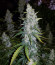Auto White Widow fem (Dutch Passion) семена конопли