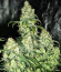 Blueberry OG fem (AlphaFem Seeds) семена конопли