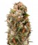 Chemdawg fem (Humboldt Seeds) семена конопли