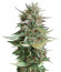 Sativa Pure Origin Collection 8 (World of Seeds) микс семян конопли