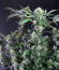Wedding Cheesecake Auto fem (FastBuds) семена конопли