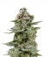White Widow Auto fem (Trikoma Seeds) семена конопли