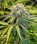 Семена конопли сорта Medusa F1 Auto