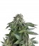 Blueberry Auto fem (Trikoma Seeds) семена конопли